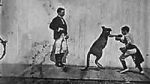 The Boxing Kangaroo (Short 1896)