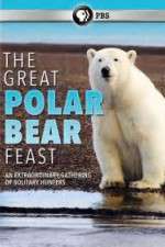 The Great Polar Bear Feast