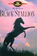 The Black Stallion