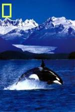 National Geographic Killer Whales Of The Fjord