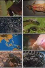 National Geographic Wild : Deadliest Animals Asia Pacific