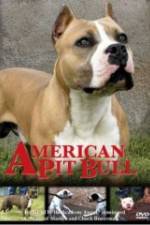 American Pit Bull