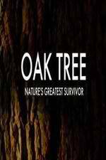 Oak Tree Natures Greatest Survivor