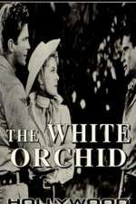 The White Orchid