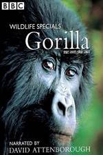 Gorilla Revisited with David Attenborough