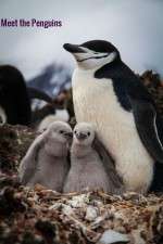 Meet the Penguins