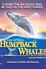 Humpback Whales