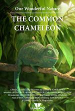 Our Wonderful Nature - The Common Chameleon