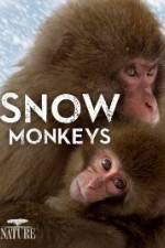 Nature: Snow Monkeys