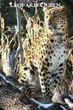 National Geographic Leopard Queen