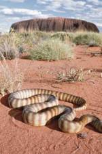 DEADLY PREDATORS.AUSTRALIAN PYTHONS