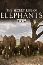 The Secret Life of Elephants