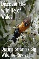 Britain's Big Wildlife Revival