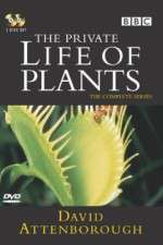 The Private Life of Plants