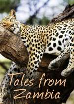 Tales from Zambia