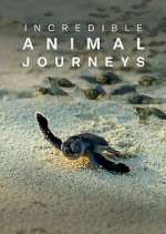 Incredible Animal Journeys