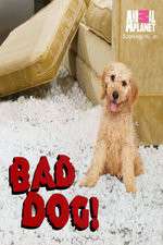 Bad Dog!